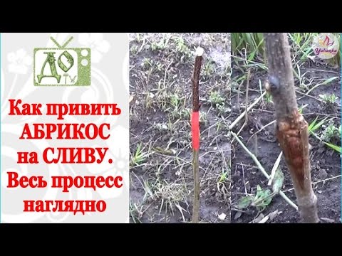Видео: Как привить АБРИКОС на СЛИВУ. Два САМЫХ ПРОСТЫХ способа прививки НАГЛЯДНО
