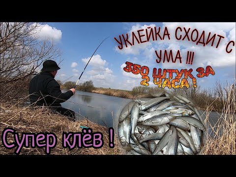 Видео: Супер клёв весенней уклейки!Оторвался по полной!