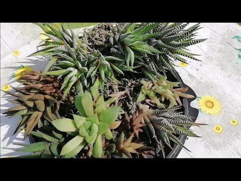 Видео: Пересадка хавортий. Мои комнатные цветы в августе.