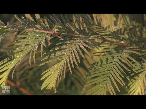 Видео: Метасеквойя, третье лето / Metasequoia
