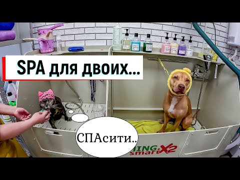 Видео: VIP SPA питбуль Печенька и котик Ванечка. Что с ними делали? Вопросы грумеру. #питбульпеченька #dog