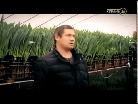 Видео: Тюльпаны выращивание , заказ луковиц www.beltulpan.ru