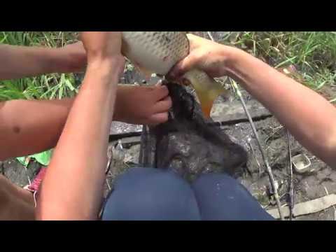 Видео: Рыбалка на кубани. Ачуево , Черный ерик, Лиманы, канал