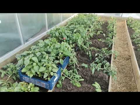 Видео: Высадка переросших томатов "валетом" с минимальным заглублением. Забурились - теплице на канаве быть