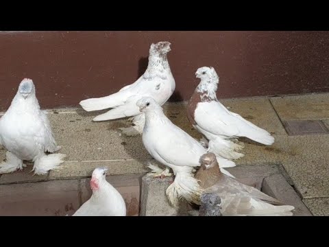 Видео: Как определить голубь или голубка?