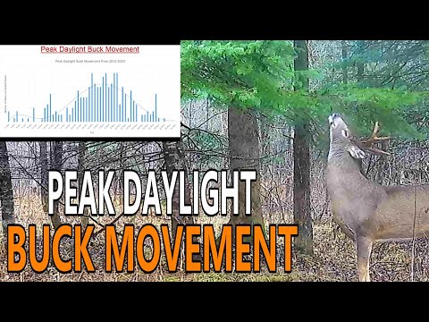 Видео: Пиковые дни дневного передвижения самцов [13-летнее камерное исследование]