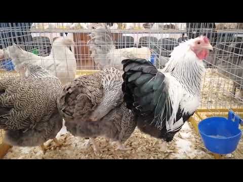 Видео: Обзор ЯРМАРКИ - ВЫСТАВКИ г. Могилёв 10-11.12.2022г