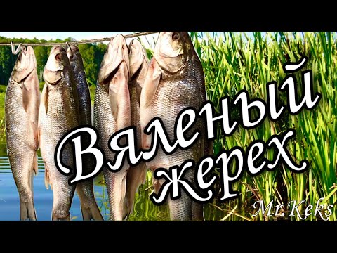 Видео: Вяленый жерех. Как засолить крупную рыбу