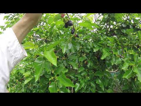 Видео: Шелковица  сорта Шелли 22 06 2020г