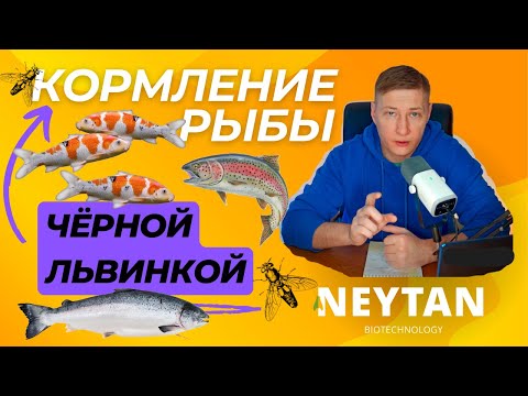 Видео: Кормление рыб личинками чёрной львинки: наш опыт и советы для форели, сома и карпа #чёрнаяльвинка