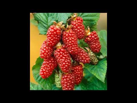 Видео: Ежемалина садовая.Как растёт ежемалина.Посадка и уход.