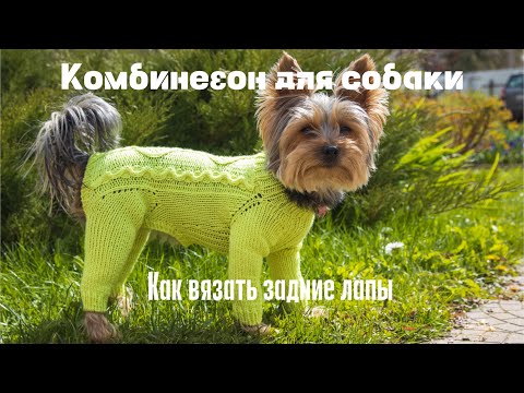 Видео: Вязание для собак: комбинезон