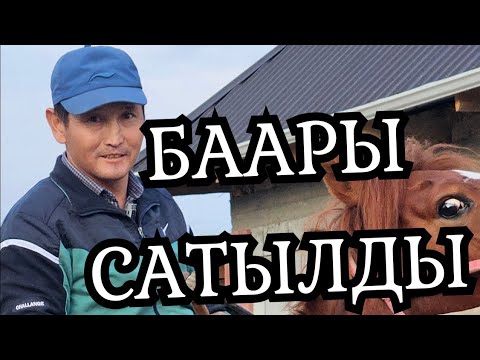 Видео: САТЫЛДЫ ТӨРТ АТ ⭐️Актилек акеден