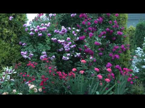 Видео: О гармонии сада. Исправляю ошибки