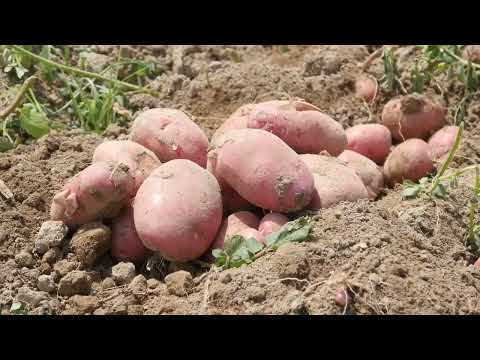 Видео: Истравшан Кишоварзӣ 2025