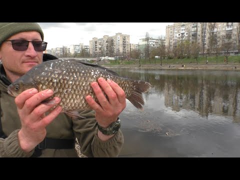 Видео: Рыбалка в Киеве. Большой карась на Русановском канале