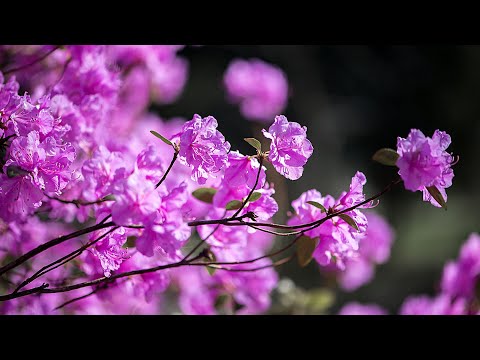 Видео: Лекция Михаила Яковлева по рододендронам