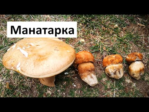 Видео: За Гъби Манатарка