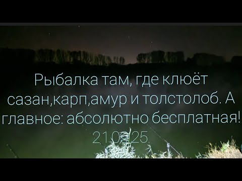 Видео: Рыбалка там, где клюёт сазан, карп,амур и толстолоб. А главное: абсолютно бесплатная! 21.09.25.