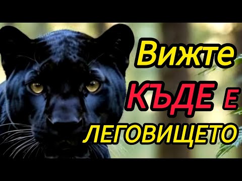 Видео: ЩЕ ВИДИТЕ КЪДЕ СЕ КРИЕ ПАНТЕРАТА ОТ ШУМЕН