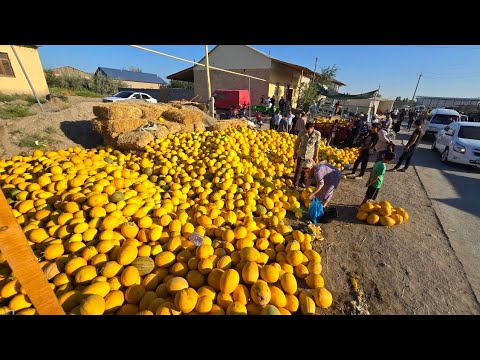 Видео: 500-600 СУМДАН КОВУН ТАРВУЗ АРЗОНЧИЛИК! ТУРТКУЛЬ КОВУН ТАРВУЗ БОЗОР НАРХЛАРИ 6 октября 2025 г.