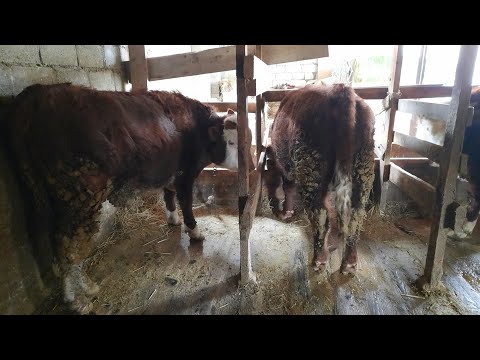 Видео: БЫЧОК отказался от корма