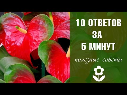 Видео: Антуриум красный уход ❀ болезни антуриума ❀  цветоводство с Хитсад