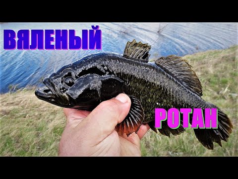 Видео: Солим , вялим рыбу . РОТАН ВЯЛЕНЫЙ , ОЧЕНЬ ВКУСНЫЙ .