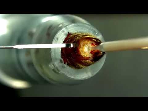 Видео: Инструментальное осеменение пчелиных маток со Сьюзан Кобей