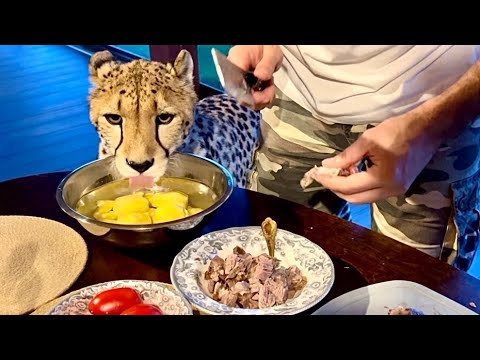 Видео: Главный кошачий дегустатор! Как Герда помогала варить борщ на печи! 