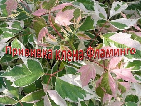 Видео: КЛЁН. Прививка клена ясенелистного в июне. Часть 1.