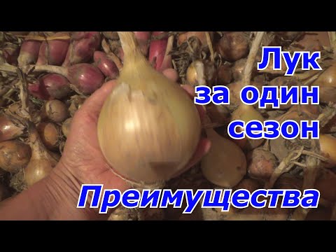 Видео: Преимущества репчатого лука выращенного за один сезон из  чернушки, чем из севка. Лук-репка из семян