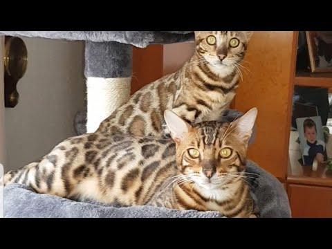 Видео: Беговое колесо для кошек