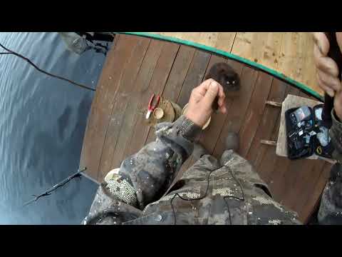 Видео: Рыбалка на донки и поплавочную удочку в  водохранилище.