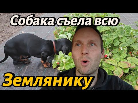 Видео: ✅✅✅Такса кушает землянику #чеснок #влог #конь #котики