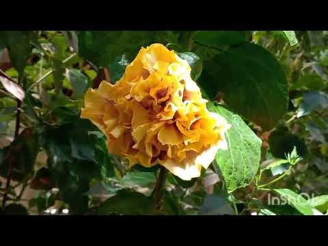 Видео: Оранжереи в Царицыне. 