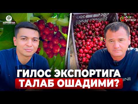 Видео: ГИЛОСЛАРНИ ЭНДИ ҚИММАТ СОТАМИЗ! | ШУҲРАТ АБРОРОВ #shuhratabrorov #gilos #sweetariana #sweetlorens