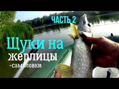 Видео: Оставил ЖЕРЛИЦЫ-самоловки в ночь, проверяем. И они отлично сработали! Часть 2.