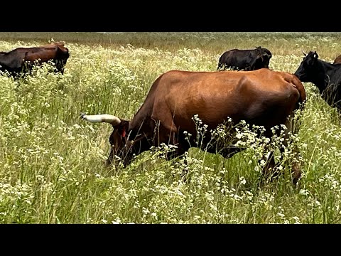 Видео: Обсуждение генетики травы, EPD и размера рамы