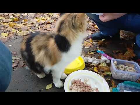 Видео: Бездомная Люся Вылезла Из Подвала  🔥