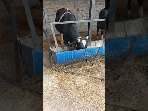 Видео: бұқа бордақылау. бука бағу тез семырту. кора калай салған дурыс