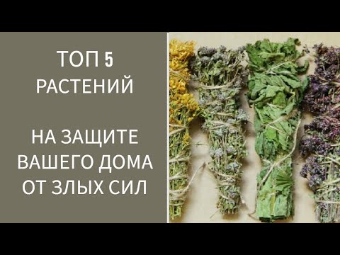Видео: ТОП 5 РАСТЕНИЙ НА ЗАЩИТЕ ВАШЕГО ДОМА ОТ ЗЛЫХ СИЛ