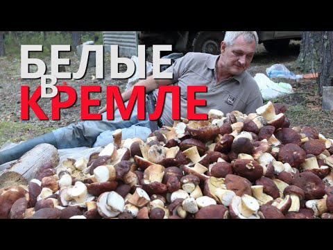 Видео: ХОЗЯЕВА ТАЙГИ. БЕЛОЕ ЗОЛОТО СИБИРИ.