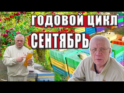 Видео: Годовой цикл содержания пчелиных семей. ВАЖНЫЕ работы в Сентябре!