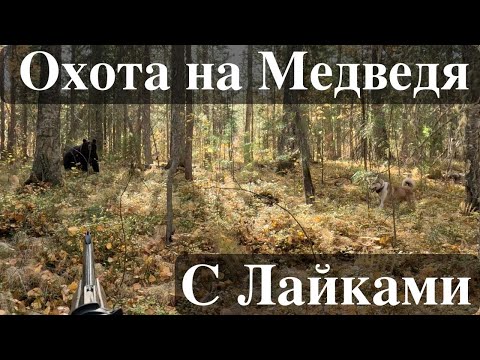 Видео: ОХОТА НА МЕДВЕДЯ С ЛАЙКАМИ. Как медведь гоняет собак. Потеряли Рэкса.