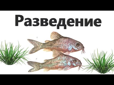 Видео: Разведение коридорасов способ №1