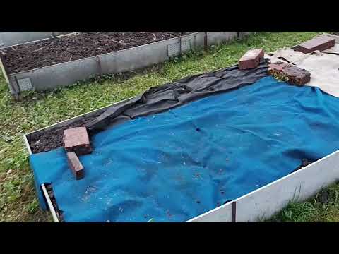 Видео: #94# Посадка озимого чеснока и лука  Уборка и подготовка  теплицы к зиме