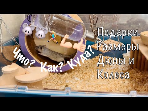 Видео: ПЕСЧАНКИ РАЗМЕРЫ ДЮНЫ И КОЛЕСА