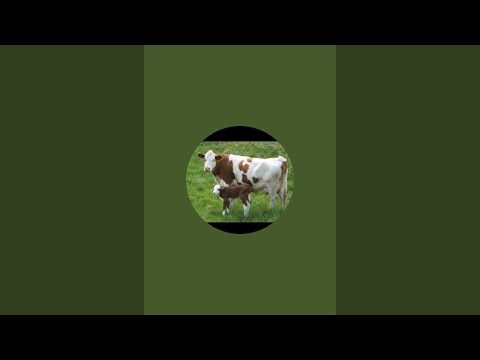 Видео: chorva 11 в прямом эфире!