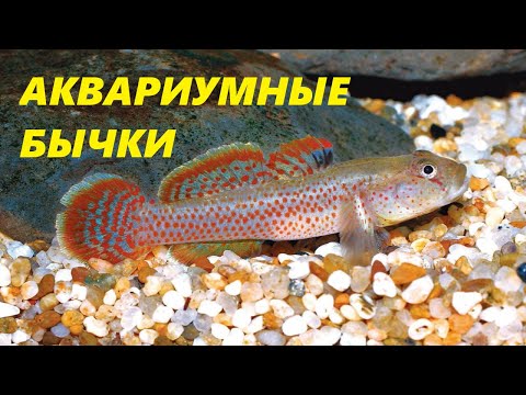 Видео: Необычное, но популярное. Серия 7 - Аквариумные бычки.